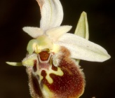 Ophrys chiosica