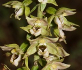 Epipactis helleborine subsp helleborine