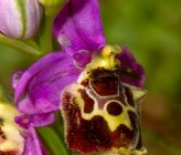 Ophrys ethemeae