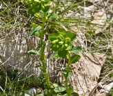 Euphorbia baselicis