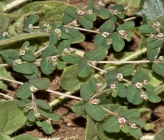 Euphorbia chamaesyce