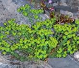 Euphorbia deflexa