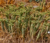 Euphorbia paralias