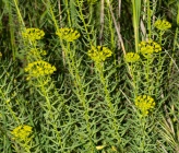Euphorbia seguieriana subsp seguieriana