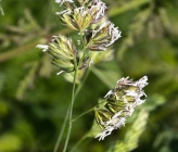 Dactylis glomerata subsp hispanica