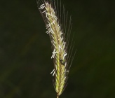 Hordeum bulbosum