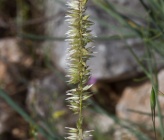Melica ciliata subsp ciliata