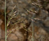 Piptatherum miliaceum subsp thomasii