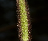 Setaria pumila