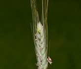 Triticum monococcum subsp aegilopoides