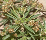 Plantago afra