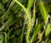 Plantago crassifolia