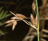 Bolboschoenus glaucus