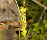 Carex distachya