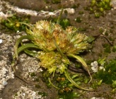 Cyperus michelianus subsp pygmaeus