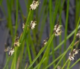 Eleocharis palustris