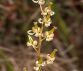Triglochin barrelieri