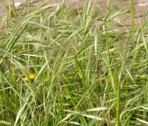 Bromus diandrus
