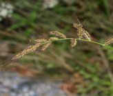 Echinochloa crus-galli subsp crus-galli