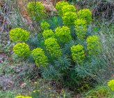Euphorbia characias subsp characias