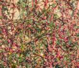 Salsola soda