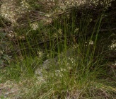 Helictotrichon convolutum