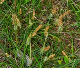 Carex flacca subsp serrulata