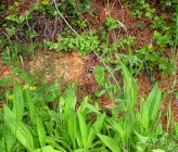 Plantago lanceolata