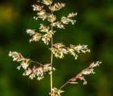 Poa pratensis subsp pratensis