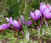 Crocus sativus - καλλιέργεια