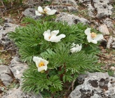 Paeonia clusii subsp clusii