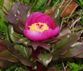 Paeonia corsica