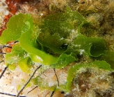 Anadyomene stellata