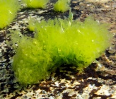 Blidingia minima