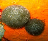 Codium bursa