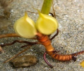 Cymodocea nodosa - καρποί