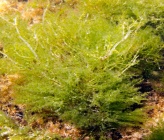 Laurencia microcladia
