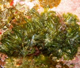 Valonia utricularis