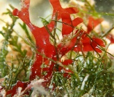 Leptofauchea coralligena