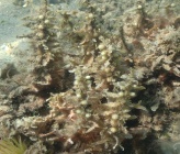 Sargassum hornschuchii