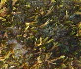 Dictyota spiralis