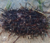 Cymodocea nodosa