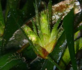 Posidonia oceanica