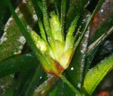 Posidonia oceanica - άνθος
