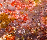 Spongia virgultosa