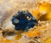 Terpios gelatinosa