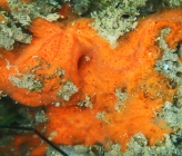 Mycale rotalis