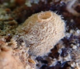 Sycon raphanus