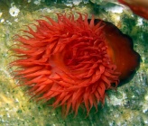 Actinia mediterranea