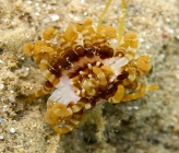 Arachnanthus oligopodus